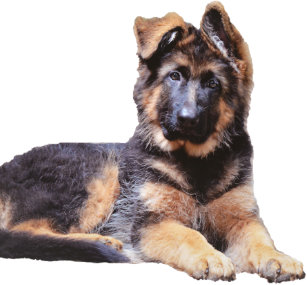 Long Haired German Shepherd Gifts On Zazzle Nz