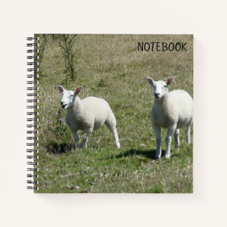 Adorable Lundy Island Lambs Notebook