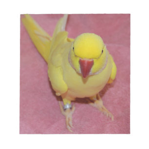 Adorable Lutino Indian Ringneck Parakeet on Pink Notepad