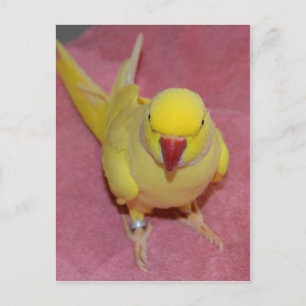 Adorable Lutino Indian Ringneck Parakeet on Pink Postcard