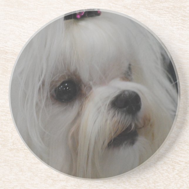 Adorable Maltese Coaster (Front)
