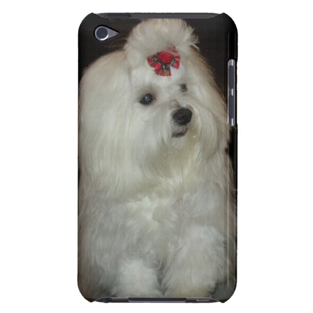 Adorable Maltese Dog iPod Touch Case (Back)