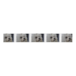 Adorable Maltese Grosgrain Ribbon