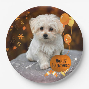 Adorable maltese puppy celebrates Halloween Paper Plate