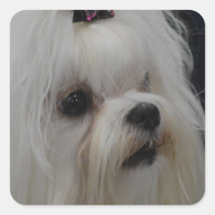 Adorable Maltese Square Sticker