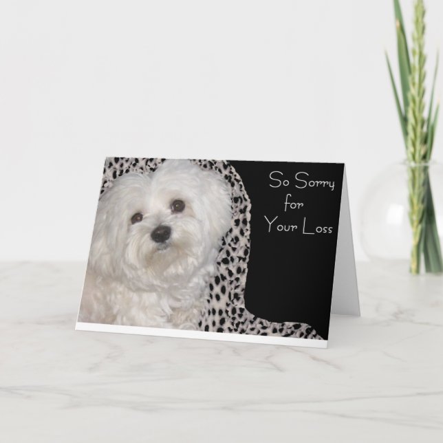 Adorable Maltese Sympathy Card - Blank Inside (Front)