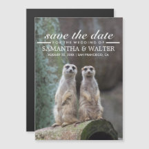 Adorable Meerkats Funny Expression Save The Date