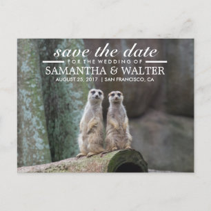 Adorable Meerkats Save The Date Announcement Postcard
