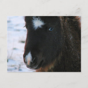 Adorable Mini Horse Filly Postcard