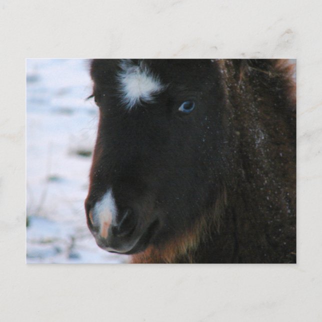 Adorable Mini Horse Filly Postcard (Front)