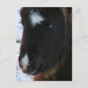 Adorable Mini Horse Filly Postcard