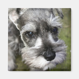 Adorable Miniature Schnauzer Puppy Magnet