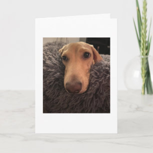 Adorable Miss You Dachshund Card