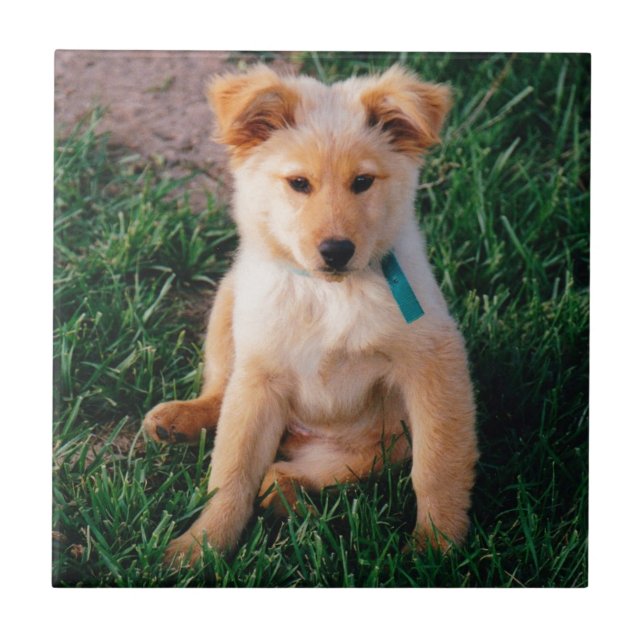 Adorable Mixed Breed Puppy Tile (Front)