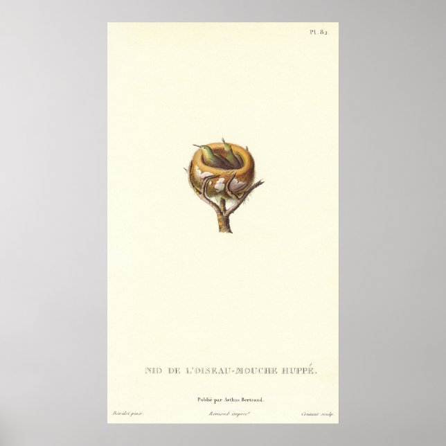 Adorable Nest of Crested Hummingbirds - Pretty! Poster (Front)