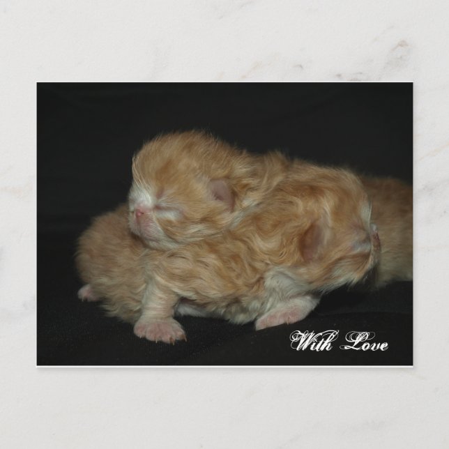 Adorable Newborn Persian Kittens Postcard (Front)