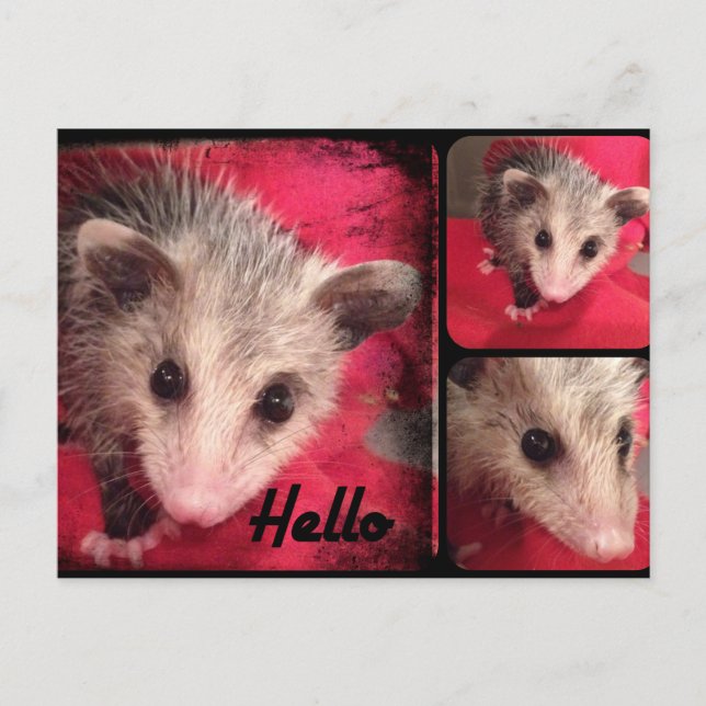 Adorable Oppossum Postcard. Postcard (Front)