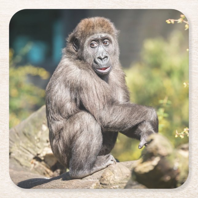 Adorable Orangutan Cub Just Chilling Out Square Paper Coaster (Front)