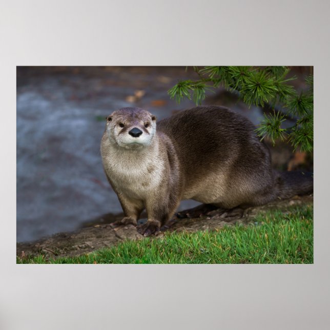 Adorable Otter on the Riverbank Poster (Front)