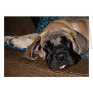 Adorable oversized pup