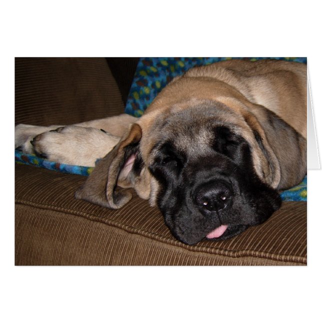 Adorable oversized pup (Front Horizontal)