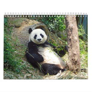 Adorable Panda Bears Beautiful Nature Photography  Calendar