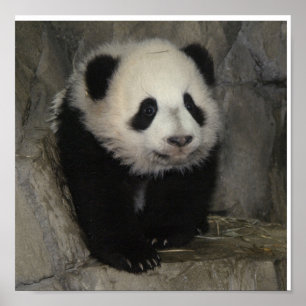 Adorable panda poster. poster