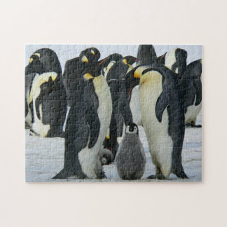Adorable Penguin Family Arctic Wildlife Jigsaw Puzzle