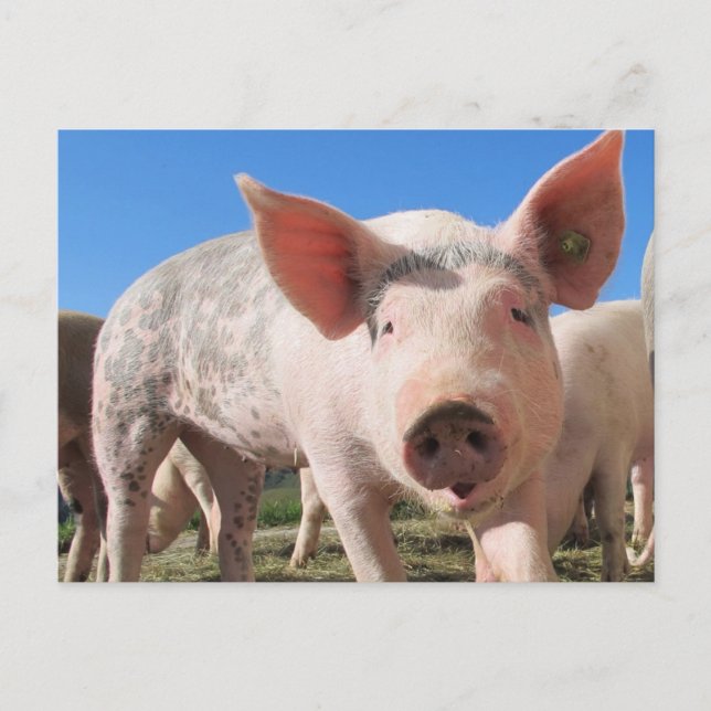 Adorable Pig Oink Postcard (Front)