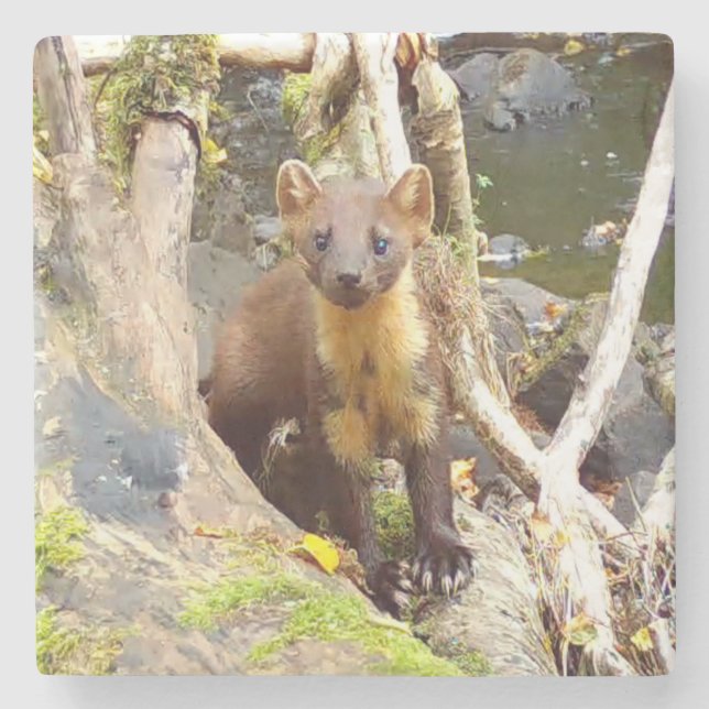 Adorable Pine Marten Forest Animal Relaxing On Log Stone Coaster (Front)