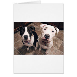 adorable pitbull puppies dogs