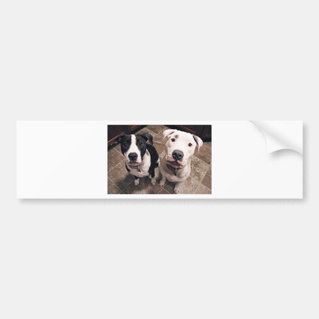 adorable pitbull puppies dogs bumper sticker (Front)