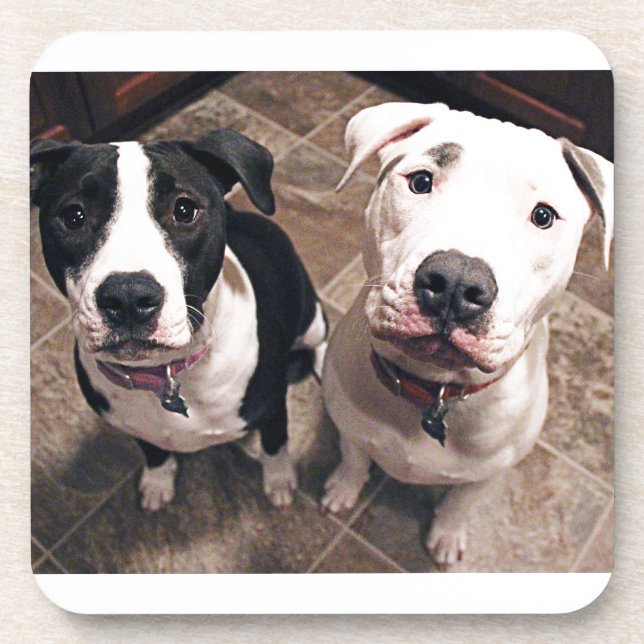 adorable pitbull puppies dogs coaster (Front)
