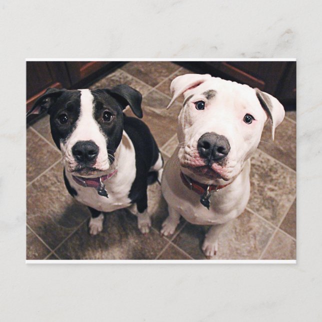 adorable pitbull puppies dogs postcard (Front)