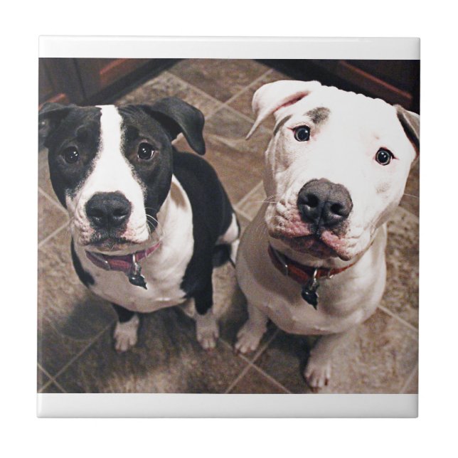 adorable pitbull puppies dogs tile (Front)