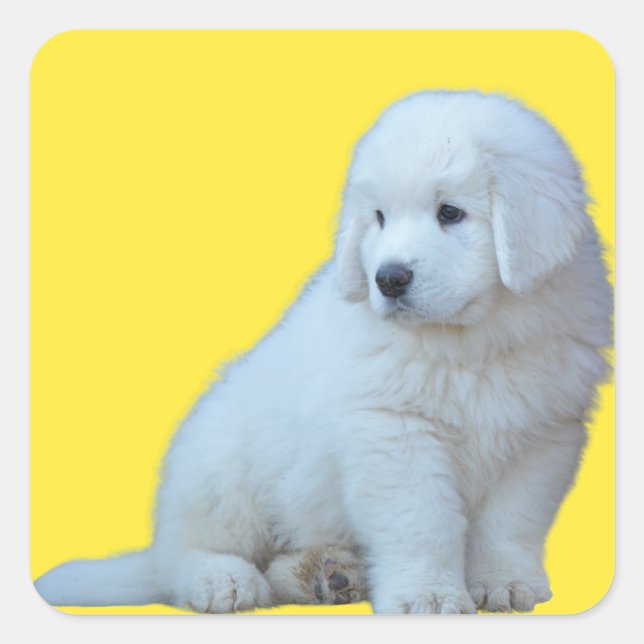 Adorable Polish Tatra Sheepdog Puppy Sticker (Front)