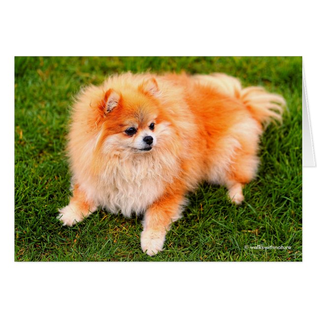 Adorable Pomeranian Dog (Front Horizontal)