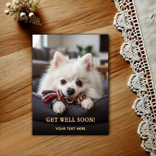 Adorable Pomeranian Get Well Postcard