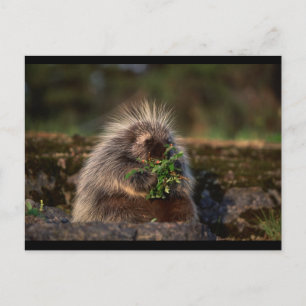Adorable Porcupine Postcard