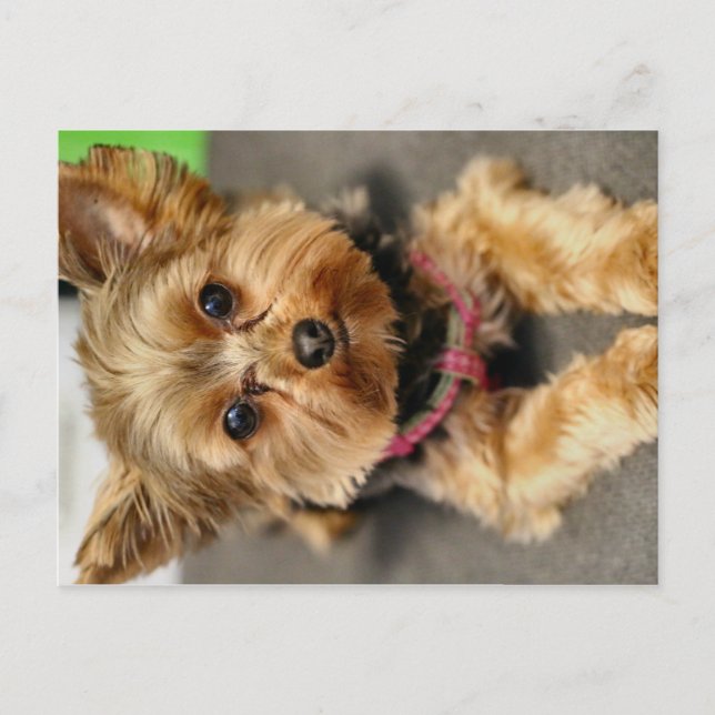 Adorable Postcard (Front)