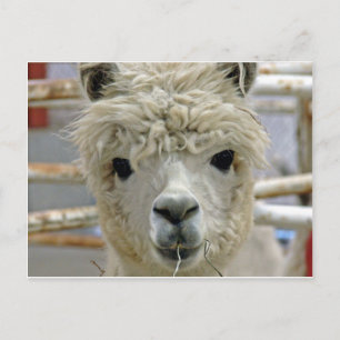 Adorable Postcard