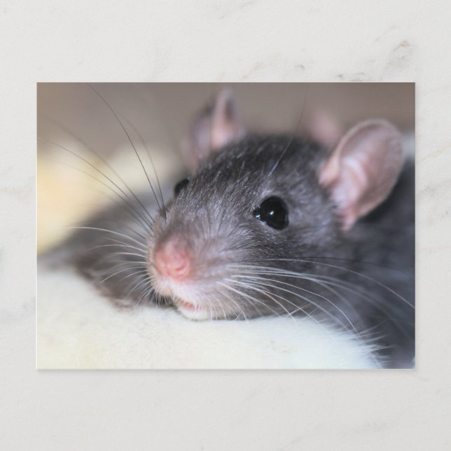 Adorable Postcard (Front)