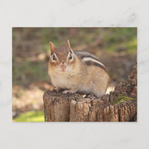 Adorable pregnant chipmunk postcard