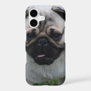 Adorable Pug