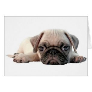 adorable pug puppy