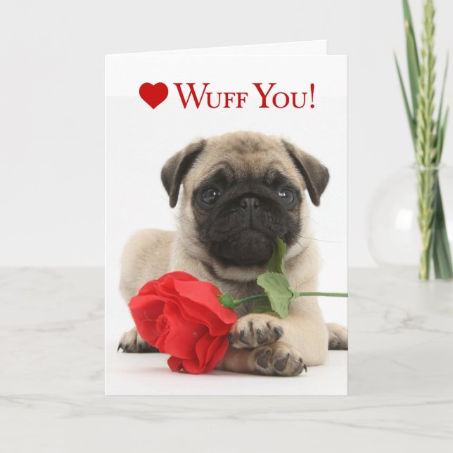 Adorable Pug Puppy Valentine with a Red Rose Holiday Card (Front)