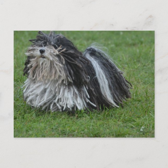 Adorable Puli Dog Postcard (Front)