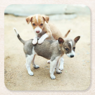 Adorable Puppies Playing on Beach Square Paper Coaster