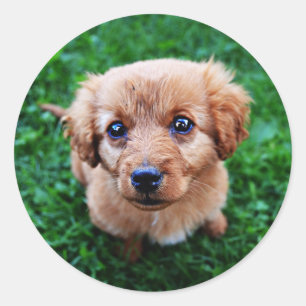 Adorable Puppy Classic Photo Classic Round Sticker