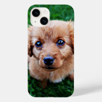 Adorable Puppy Cute Photo